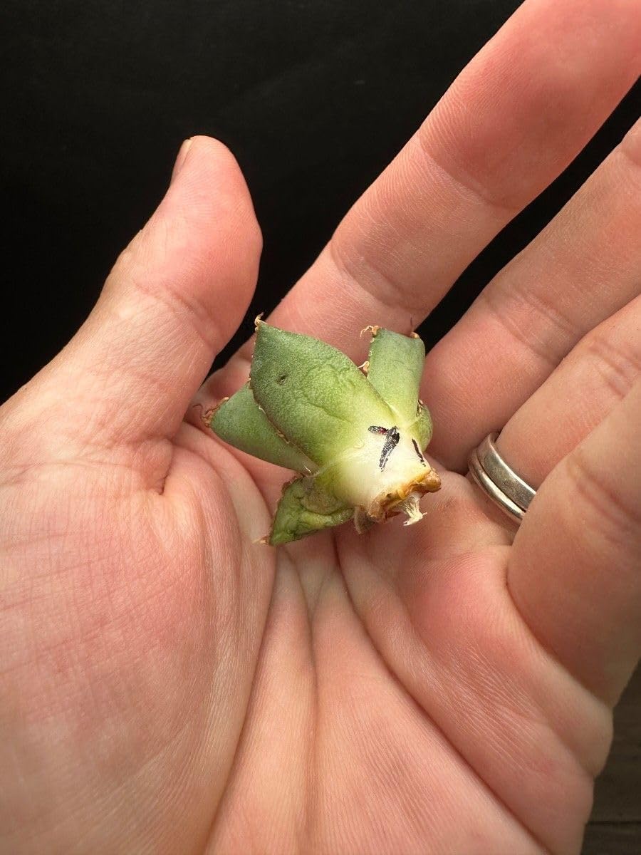 フィリグリー極上株 OC_1 フィリグリー極上株 OC_1